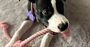Ruby participe au concours pour gagner de l'argent avec cette photo : puppy, dog, black_and_white, playful, toy, pink, rope_toy, carpet, soft_texture, indoor, pet, animal, chewing, cute, young_dog, collar, ears, fur, lying_down, focus