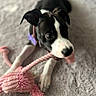puppy, dog, black_and_white, playful, toy, pink, rope_toy, carpet, soft_texture, indoor, pet, animal, chewing, cute, young_dog, collar, ears, fur, lying_down, focus
