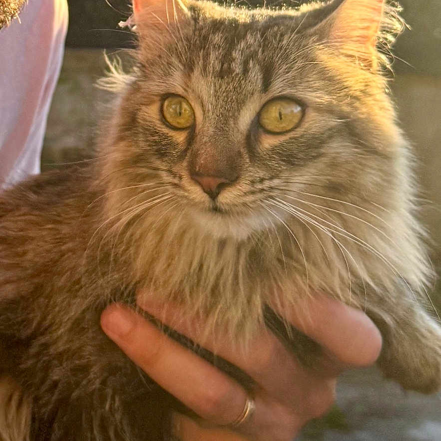 Joy a rejoint le concours — aidez-le/la à gagner de superbes lots ! cat, person, glasses, hand, fur, yellow_eyes, outdoor, sunlight, golden_hour, portrait, animal, pet, closeup, face, gentle, warm_light, nature, feline, holding, affection