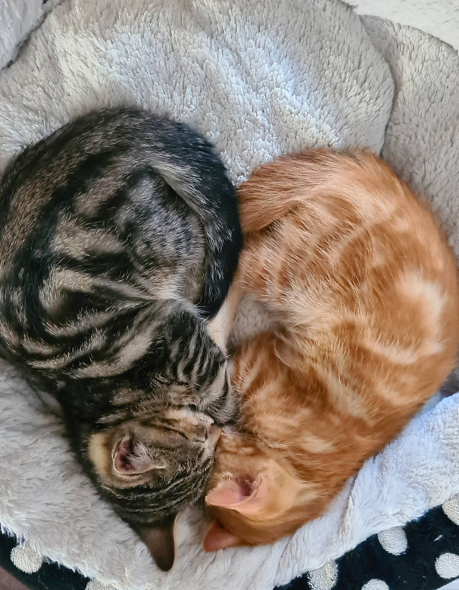 Cookie Et Sacha participe au concours pour gagner de l'argent avec cette photo : carnivore, cat, claw, comfort, domestic_short_haired_cat, ear, fawn, felidae, fur, hug, nap, paw, sleep, small_to_medium_sized_cats, snout, sporting_group, tail, terrestrial_animal, whiskers, wrinkle