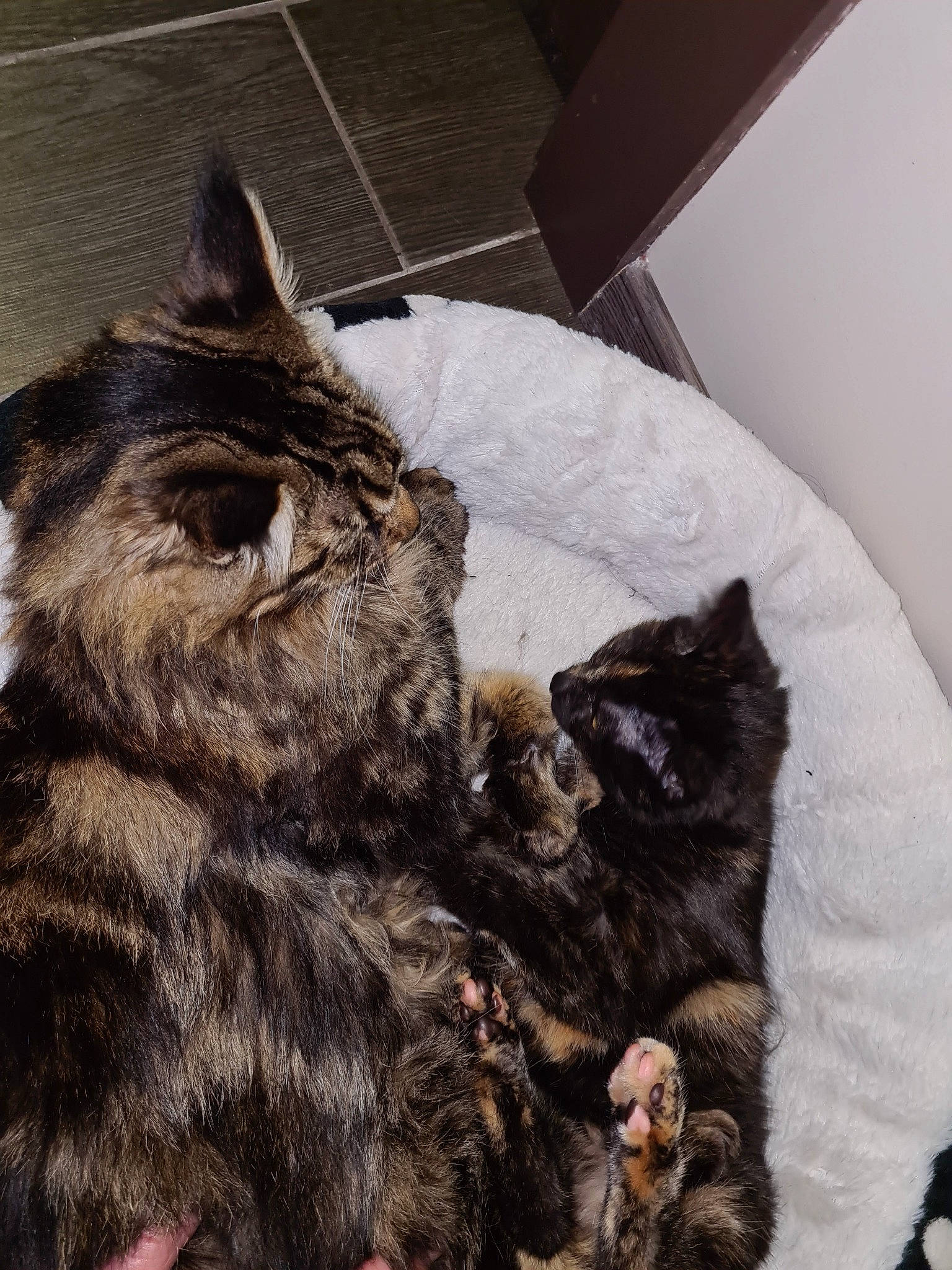 Panache a rejoint le concours — aidez-le/la à gagner de superbes lots ! black_cat, carnivore, cat, claw, comfort, domestic_short_haired_cat, felidae, fur, grey, paw, small_to_medium_sized_cats, snout, tail, terrestrial_animal, whiskers