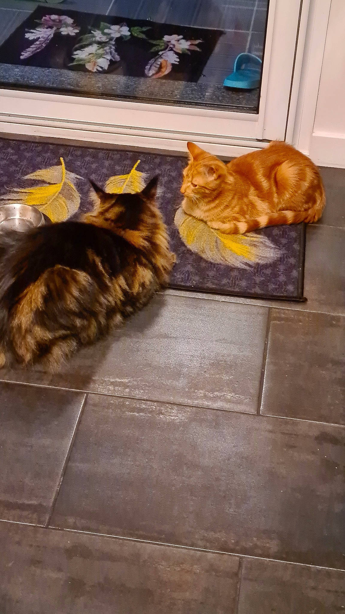 Panache a rejoint le concours — aidez-le/la à gagner de superbes lots ! brown, carnivore, cat, comfort, fawn, felidae, floor, flooring, fur, hardwood, human_leg, mammal, road_surface, small_to_medium_sized_cats, tail, textile, tints_and_shades, vertebrate, whiskers, wood