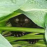 black_cat, cat, animal, pet, green_leaves, plants, garden, nature, claws, hiding, eyes, foliage, outdoor, close_up, curious, stealthy, mammal, wildlife, camouflage, cute