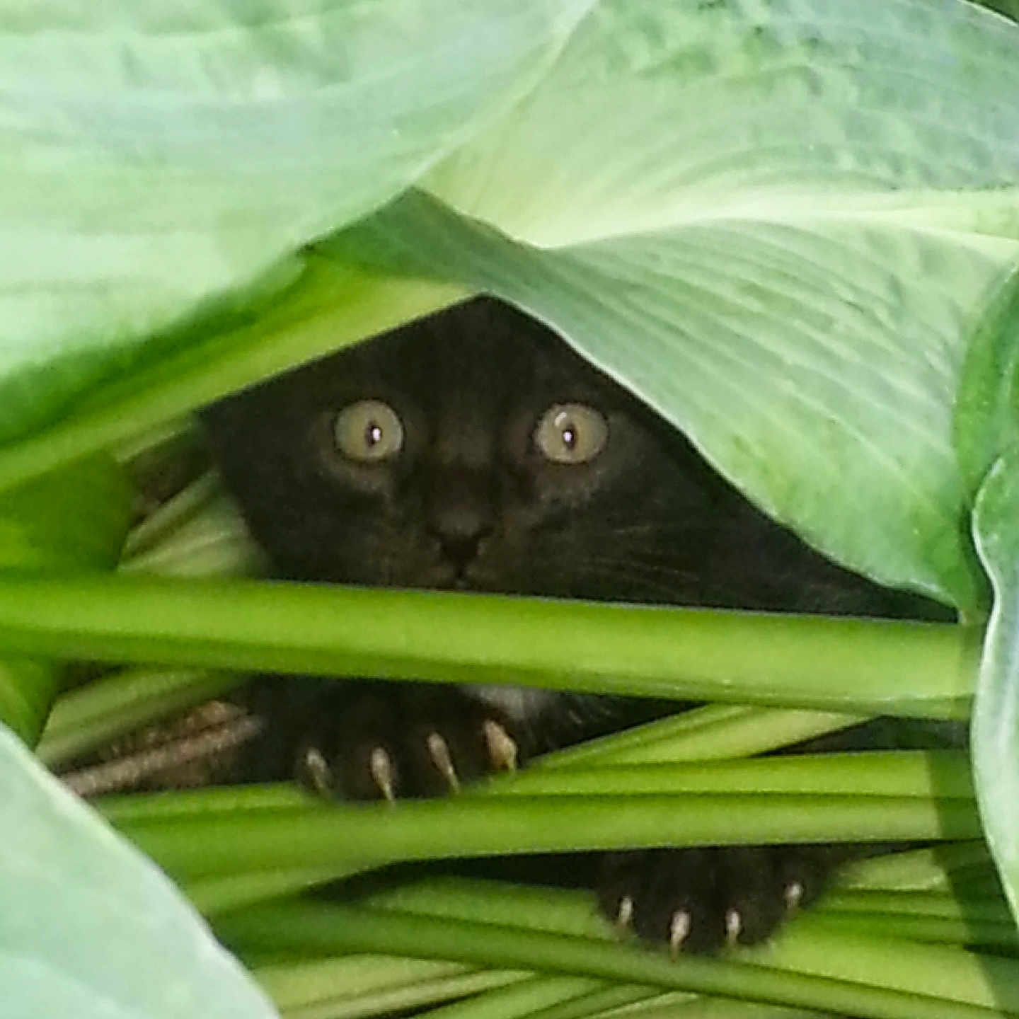Bub