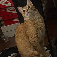 Simba is registered to the contest to win money with this photo: cat, orange_tabby, pet, indoor, carpet, rug, shoe_boxes, nike, stack, curious, animal, fur, whiskers, ears, floor, household, domestic, feline, sitting, looking_up