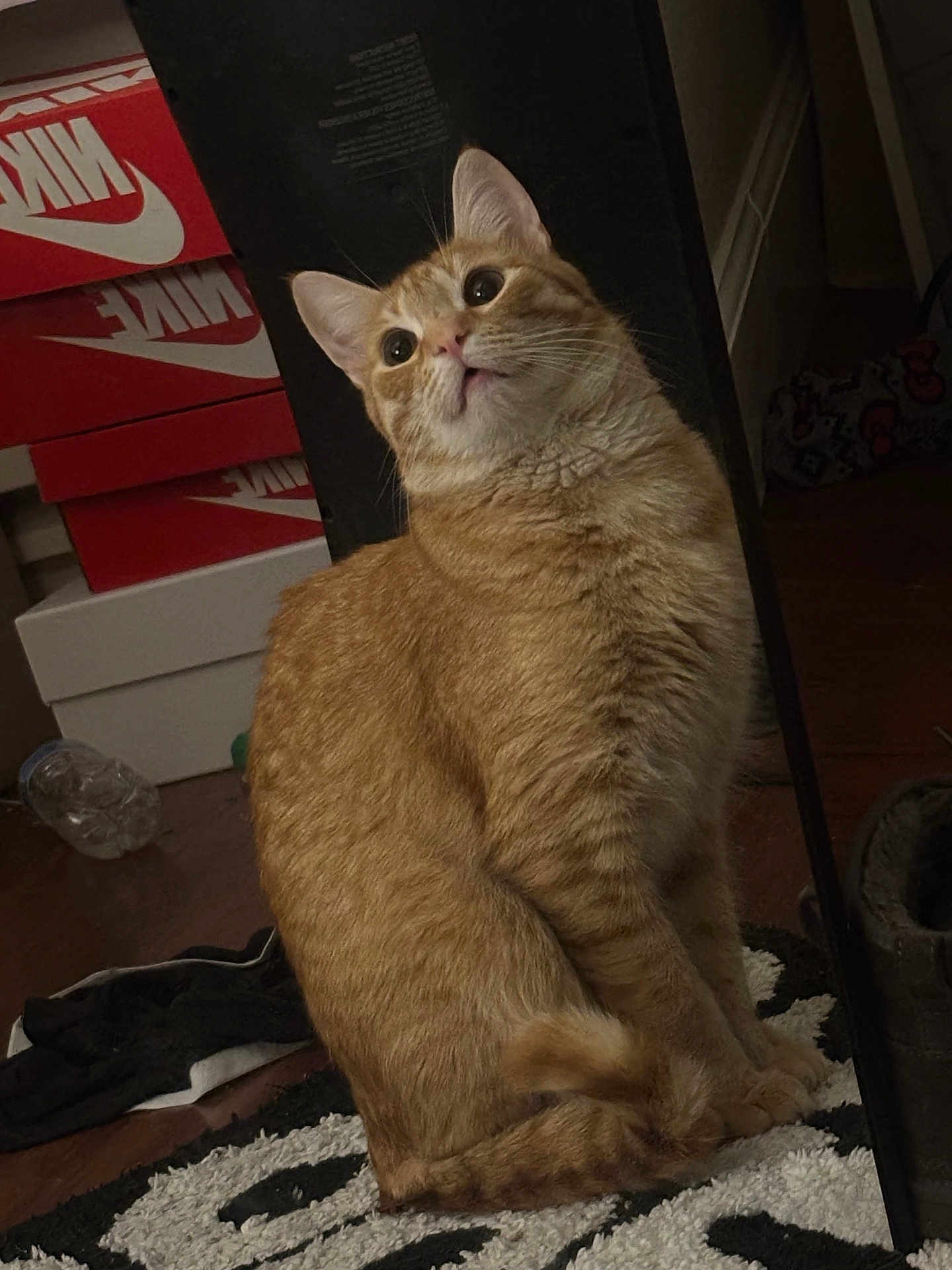 Simba is registered to the contest to win money with this photo: cat, orange_tabby, pet, indoor, carpet, rug, shoe_boxes, nike, stack, curious, animal, fur, whiskers, ears, floor, household, domestic, feline, sitting, looking_up