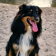 Vaillant participe au concours pour gagner de l'argent avec cette photo : dog, tricolor, tongue_out, sitting, sand, outdoor, water, river, nature, pet, happy, fur, canine, animal, leash, summer, daylight, portrait, friendly, cute