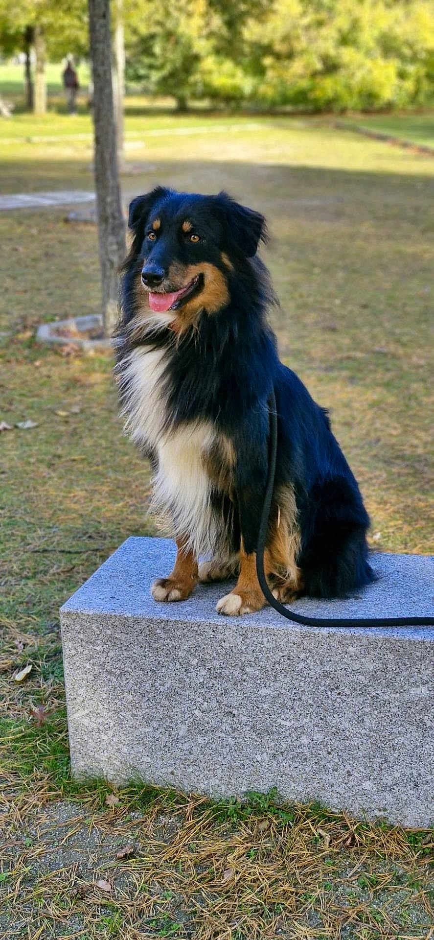 Vaillant participe au concours pour gagner de l'argent avec cette photo : dog, animal, pet, sitting, stone_bench, leash, park, outdoor, grass, tree, happy, tongue_out, black_fur, brown_fur, white_fur, nature, daylight, canine, portrait, fur