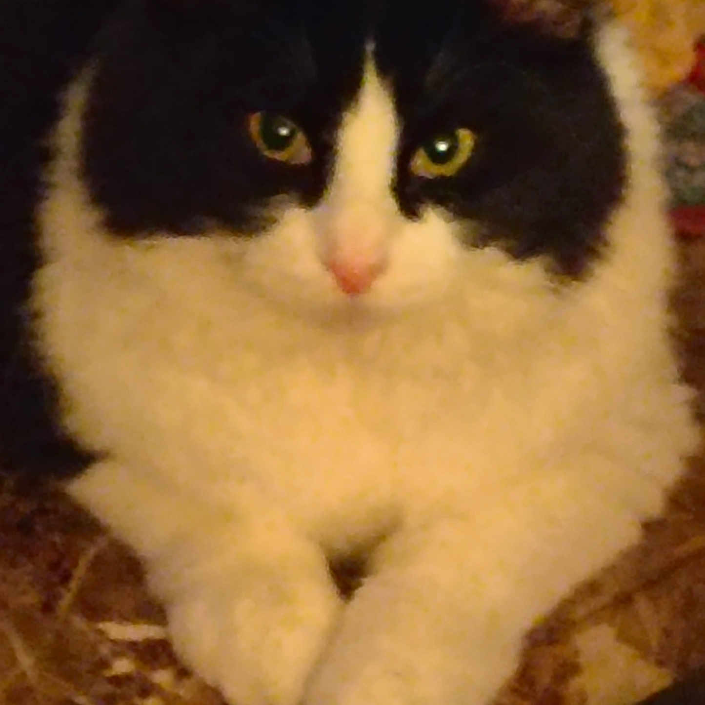 Trixie is registered to the contest to win money with this photo: cat, black_and_white, feline, pet, animal, indoor, closeup, fur, whiskers, paws, green_eyes, resting, soft, cute, domestic_cat, mammal, portrait, looking, cozy, low_light