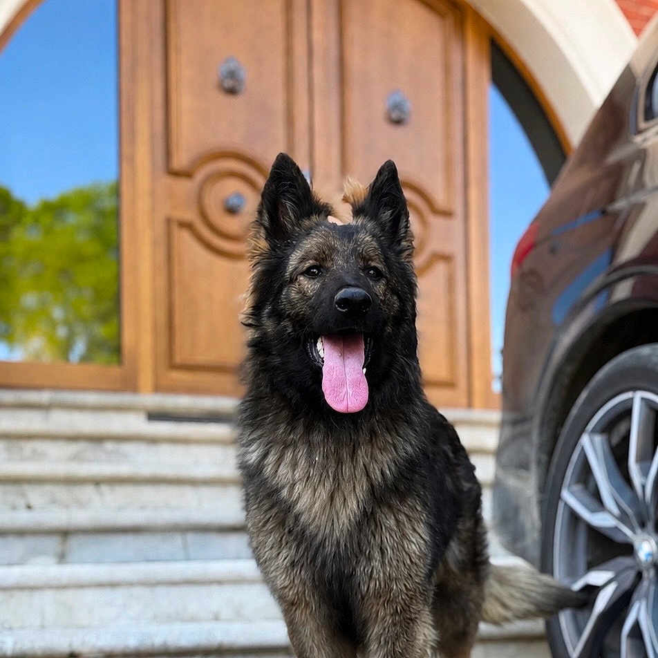 Arya a rejoint le concours — aidez-le/la à gagner de superbes lots ! dog, german_shepherd, pet, animal, outdoor, steps, door, wooden_door, car, wheel, pavement, cobblestone, tongue_out, ears_up, fur, canine, sunny, daytime, architecture, reflection