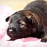 Arya participe au concours pour gagner de l'argent avec cette photo : puppy, newborn, dog, animal, cute, fluffy, pink_blanket, sleepy, fur, closeup, pet, young, small, soft, adorable, resting, mammal, indoors, cozy, warm