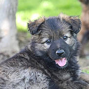 Arya participe au concours pour gagner de l'argent avec cette photo : puppy, dog, german_shepherd, grass, outdoor, animal, canine, fur, tongue_out, young, tree, nature, pet, cute, playful, lying_down, mammal, adorable, blurred_background, ears