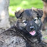 Arya participe au concours pour gagner de l'argent avec cette photo : adorable, animal, blurred_background, canine, cute, dog, ears, fur, german_shepherd, grass, lying_down, mammal, nature, outdoor, pet, playful, puppy, tongue_out, tree, young