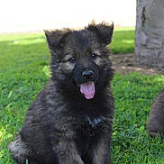 Arya participe au concours pour gagner de l'argent avec cette photo : adorable, animal, canine, cute, dog, fluffy, fur, grass, green, happy, nature, outdoor, pet, playful, puppy, sitting, sunlight, tongue, tree, young
