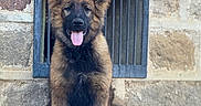 Arya participe au concours pour gagner de l'argent avec cette photo : alert, animal, canine, companion, cute, dog, ears_up, friendly, fur, german_shepherd, guard_dog, metal_grate, outdoor, pet, portrait, puppy, sitting, stone_wall, tongue_out, young