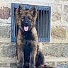 Arya participe au concours pour gagner de l'argent avec cette photo : dog, puppy, german_shepherd, sitting, tongue_out, ears_up, stone_wall, metal_grate, outdoor, pet, animal, cute, fur, young, guard_dog, portrait, canine, friendly, alert, companion
