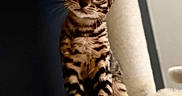 Akela participe au concours pour gagner de l'argent avec cette photo : animal, bengal_cat, cat, closeup, curious, cute, ears, eyes, feline, fur, furniture, indoor, kitten, pet, portrait, sitting, soft_toy, spots, stripes, whiskers