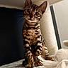 bengal_cat, kitten, cat, pet, animal, fur, stripes, spots, curious, sitting, whiskers, ears, eyes, indoor, soft_toy, furniture, closeup, portrait, feline, cute