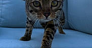 Akela participe au concours pour gagner de l'argent avec cette photo : cat, bengal_cat, feline, pet, animal, whiskers, couch, blue_couch, indoor, close_up, walking, fur_pattern, ears, eyes, tail, front_leg, soft_fabric, blurred_background, curious, focused