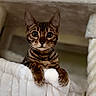 cat, bengal_cat, pet, animal, feline, wide_eyes, fur, whiskers, indoor, cat_tree, plush, perch, cute, curious, claws, paws, portrait, close_up, brown, striped