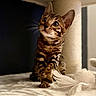 bengal_cat, kitten, cat, pet, striped_fur, feather_toy, curious, indoor, carpet, cat_tree, playful, whiskers, ears, animal, mammal, young, feline, soft_texture, close_up, domestic