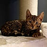 cat, bengal_cat, pet, animal, feline, striped_fur, lying_down, indoor, soft_surface, close_up, curious, ears, whiskers, eyes, resting, cozy, portrait, blurred_background, domestic_animal, cute