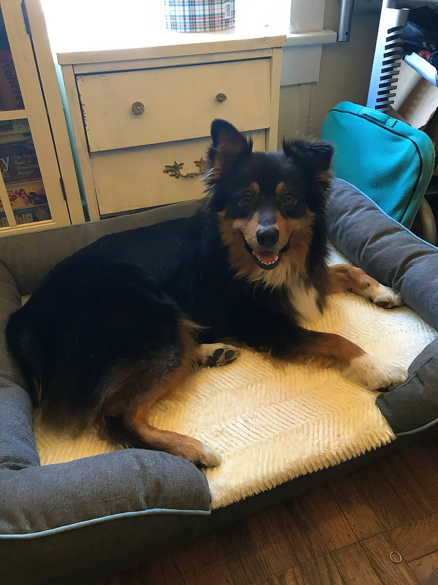 Davey is registered to the contest to win money with this photo: canidae, carnivore, comfort, companion_dog, couch, dog, dog_breed, dog_supply, fawn, floor, flooring, herding_dog, living_room, room, snout, sporting_group, whiskers, window, wood, working_animal