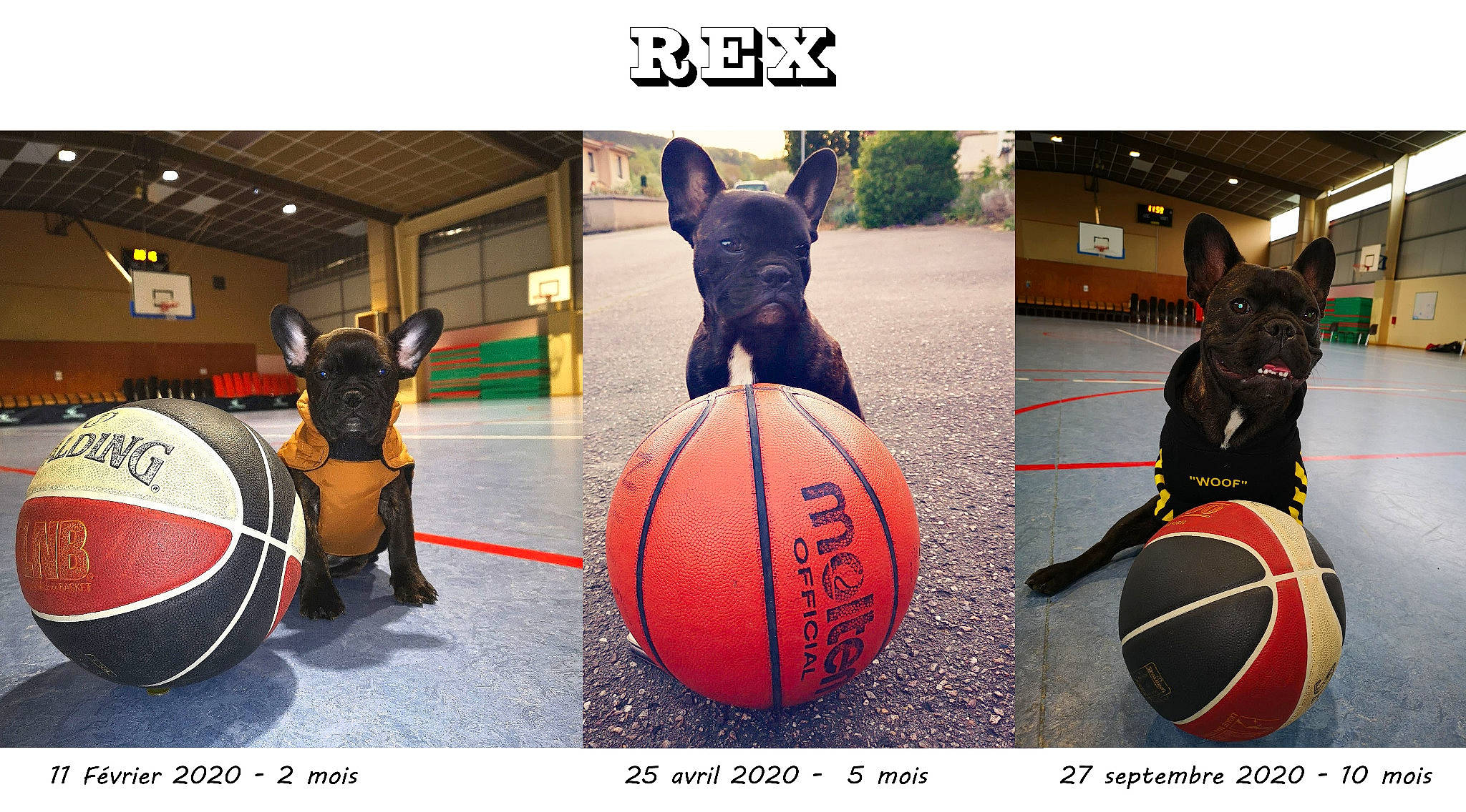 Rex participe au concours pour gagner de l'argent avec cette photo : ball, ball_game, basketball, photo_caption, play, sports, sports_equipment, team, team_sport, x_basketball