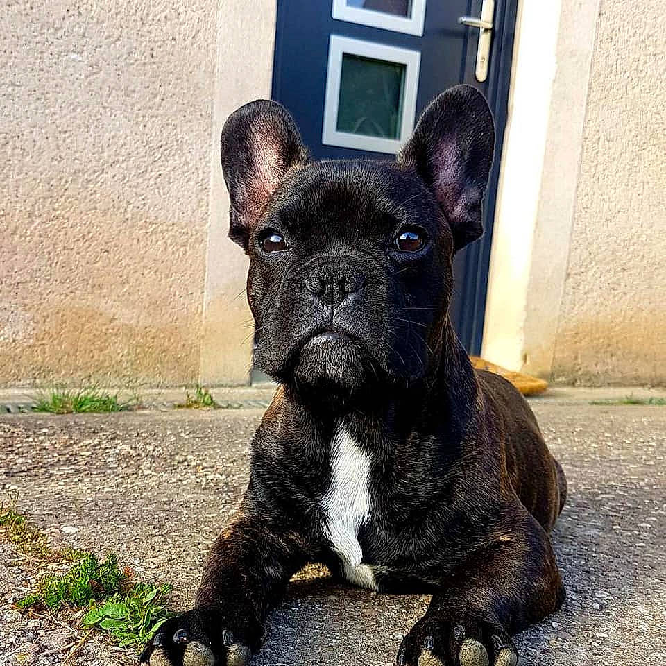 Rex participe au concours pour gagner de l'argent avec cette photo : bulldog, canidae, carnivore, companion_dog, dog, dog_breed, fawn, french_bulldog, mammal, molosser, non_sporting_group, puppy, rare_breed_dog, snout, sporting_group, toy_bulldog, vertebrate