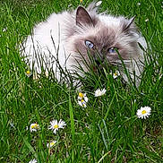 Mao participe au concours pour gagner de l'argent avec cette photo : cat, fluffy, blue_eyes, grass, daisies, outdoor, nature, green, pet, animal, stealth, camouflage, cute, feline, closeup, summer, wildlife, plant, flower, mammal