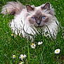 Mao participe au concours pour gagner de l'argent avec cette photo : cat, blue_eyes, fluffy_fur, grass, daisies, outdoor, nature, animal, pet, wildlife, greenery, flower, plant, cute, feline, mammal, relaxing, close_up, summer, soft_fur