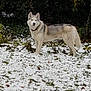 dog, siberian_husky, snow, grass, outdoor, animal, pet, winter, forest, nature, canine, fur, standing, alert, ears, eyes, collar, background, cold, landscape