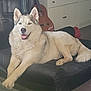 husky, dog, pet, indoor, cushion, guitar, furniture, relaxed, tongue_out, white_fur, black_cushion, cabinet, floor, home, animal, canine, leisure, domestic, portrait, laying_down