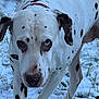 Misha a rejoint le concours — aidez-le/la à gagner de superbes lots ! animal, background_blur, canine, cold, collar, dalmatian, dog, focused, fur, grass, mammal, nature, one_eye_blue, one_eye_brown, outdoor, pet, snow, spotted, walking, winter