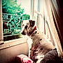 chair, cozy, curtains, cushion, dalmatian, daylight, dog, furniture, greenery, indoors, looking_out, open_window, pet, red_collar, relaxed, shadow, spots, sunlight, vintage_window, window