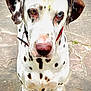 Misha participe au concours pour gagner de l'argent avec cette photo : animal, black_spots, canine, close_up, collar, curious, dalmatian, dog, ears, fur, heterochromia, looking, mammal, nose, outdoor, pavement, pet, portrait, standing, white