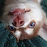 Una participe au concours pour gagner de l'argent avec cette photo : dog, puppy, upside_down, teeth, blue_eyes, blanket, cozy, playful, fur, nose, whiskers, pet, cute, indoor, close_up, relaxed, smile, animal, mammal, adorable