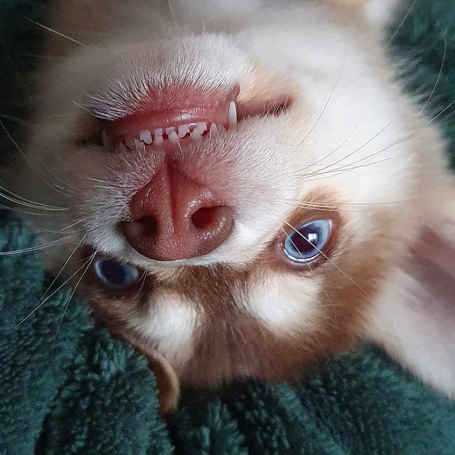Una participe au concours pour gagner de l'argent avec cette photo : dog, puppy, upside_down, teeth, blue_eyes, blanket, cozy, playful, fur, nose, whiskers, pet, cute, indoor, close_up, relaxed, smile, animal, mammal, adorable