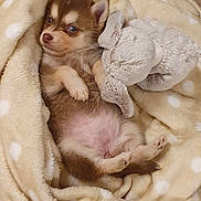 Una a rejoint le concours — aidez-le/la à gagner de superbes lots ! puppy, dog, blanket, polka_dot, plush_toy, elephant_toy, crate, floor_tile, cute, small, fur, sleepy, snuggled, pet, indoors, soft, cozy, animal, baby_dog, resting