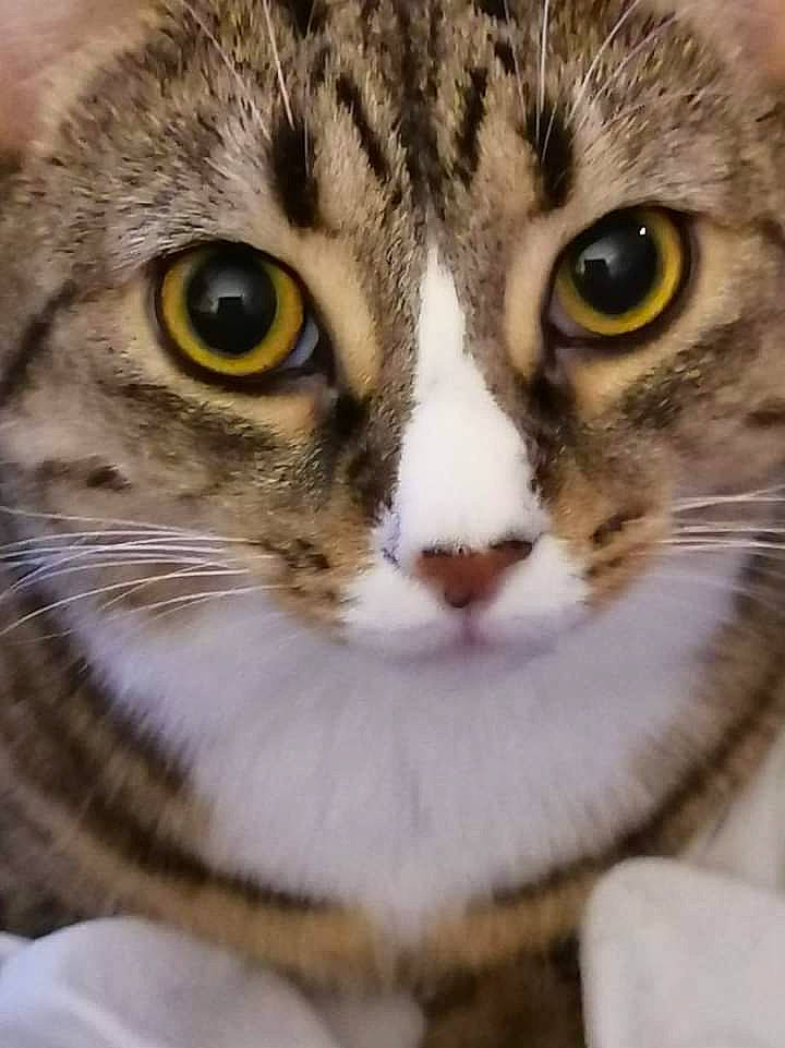 Jackie joined the competition — help win amazing prizes! carnivore, cat, close_up, curious, domestic_short_haired_cat, eye, eyelash, felidae, fur, grass, head, iris, nose, paw, small_to_medium_sized_cats, snout, terrestrial_animal, whiskers, wildlife, window