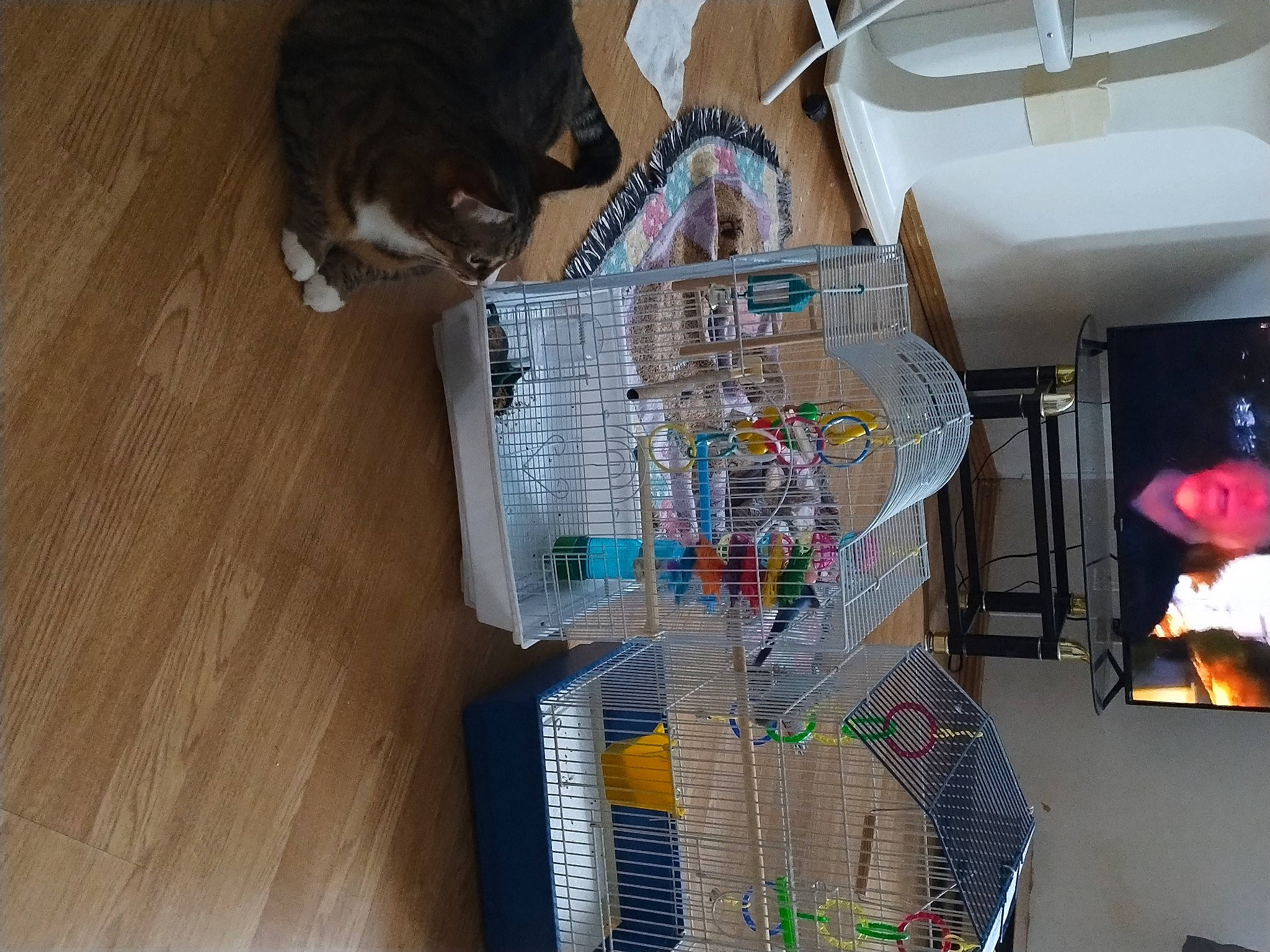 Jackie joined the competition — help win amazing prizes! box, cat, circuit_component, circuit_prototyping, computer_component, computer_hardware, electrical_supply, electrical_wiring, electronic_component, electronic_engineering, engineering, flooring, hardwood, lamp, passive_circuit_component, pet_supply, plastic, room, wire, wood