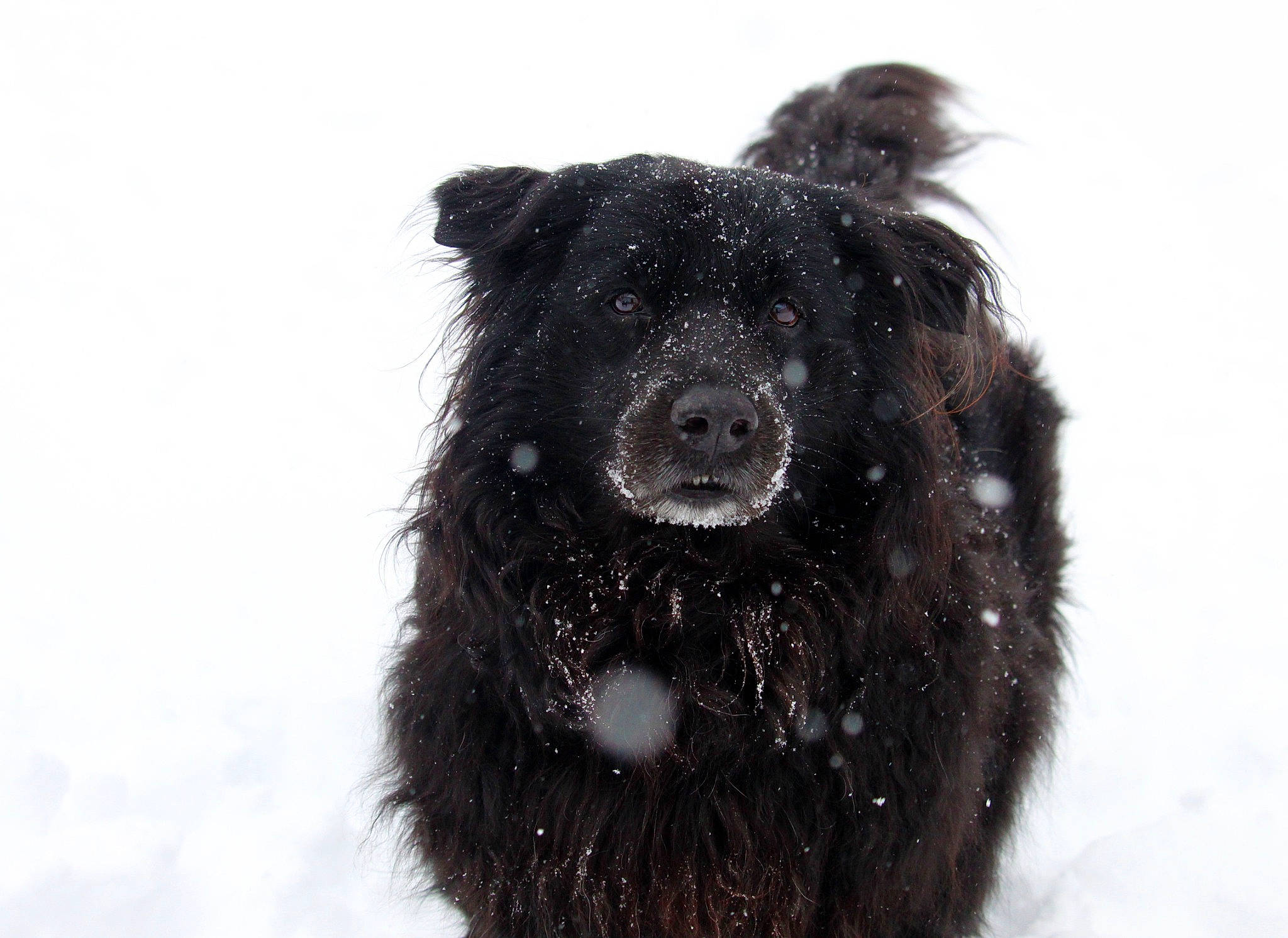 Sassy joined the competition — help win amazing prizes! canidae, carnivore, collar, companion_dog, dog, dog_breed, dog_collar, event, freezing, fur, non_sporting_group, snout, snow, sporting_group, terrestrial_animal, terrier, whiskers, winter, working_animal, working_dog