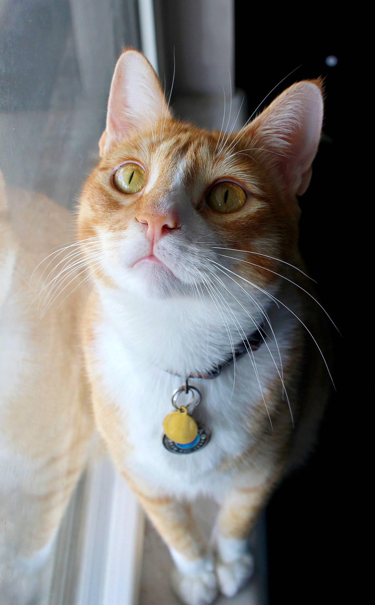 Simba is registered to the contest to win money with this photo: carnivore, cat, cat_supply, collar, domestic_short_haired_cat, door, fawn, felidae, fixture, fur, paw, pet_supply, photo_caption, small_to_medium_sized_cats, snout, tail, terrestrial_animal, whiskers, window