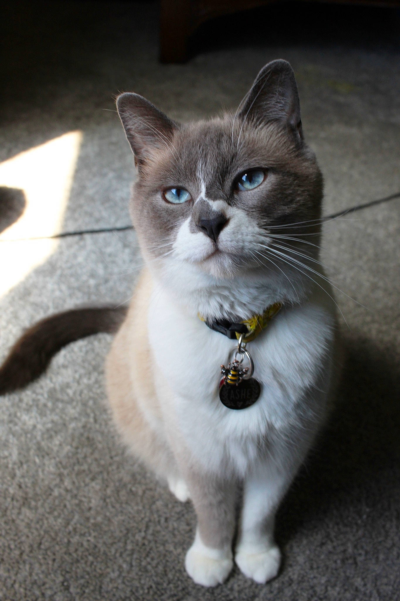 Ashe joined the competition — help win amazing prizes! carnivore, cat, collar, domestic_short_haired_cat, felidae, fur, grey, paw, road_surface, sitting, small_to_medium_sized_cats, snout, tail, thai, whiskers, window