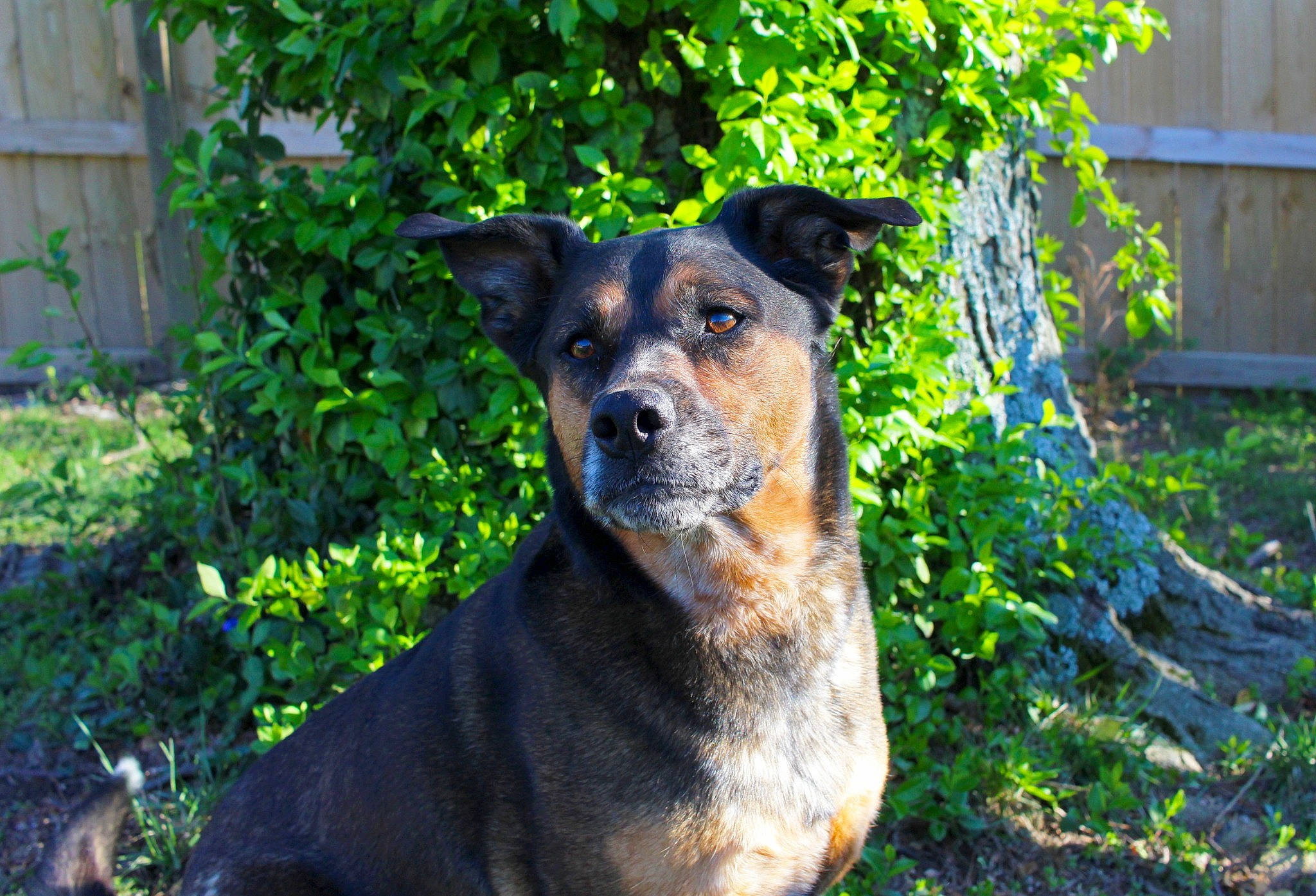 Terra is registered to the contest to win money with this photo: carnivore, companion_dog, dog, dog_breed, fawn, fur, garden, grass, groundcover, guard_dog, herding_dog, landscape, plant, shrub, snout, street_dog, terrestrial_animal, tree, whiskers, working_animal