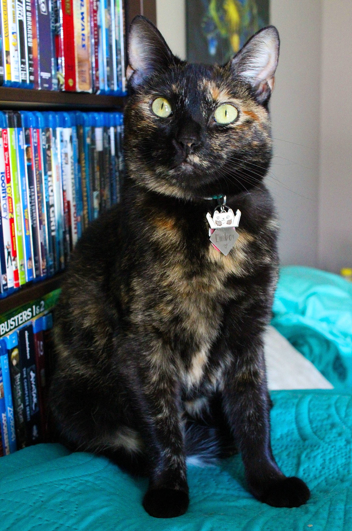 Ember joined the competition — help win amazing prizes! black_cat, bombay, book, bookcase, carnivore, cat, cat_supply, claw, domestic_short_haired_cat, felidae, fur, paw, publication, shelf, shelving, small_to_medium_sized_cats, snout, tail, terrestrial_animal, whiskers