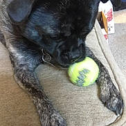 Mr. Capone joined the competition — help win amazing prizes! animal, ball, canine, chair, couch, dog, football, furniture, homedecor, hound, pet, puppy, racket, soccer, soccerball, sphere, sport, tennis, tennisball, tennisracket