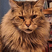 Simba a rejoint le concours — aidez-le/la à gagner de superbes lots ! cat, fluffy, long_hair, indoor, bookshelf, furniture, pet, animal, close_up, face, whiskers, ears, fur, domestic_cat, portrait, cute, mammal, tabby, calm, feline