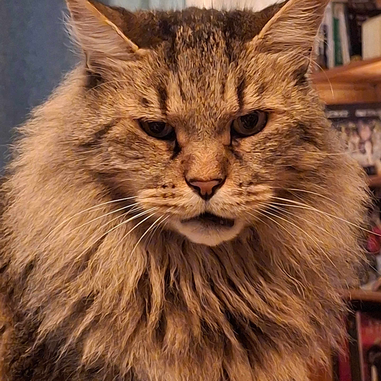 Simba a rejoint le concours — aidez-le/la à gagner de superbes lots ! animal, bookshelf, calm, cat, close_up, cute, domestic_cat, ears, face, feline, fluffy, fur, furniture, indoor, long_hair, mammal, pet, portrait, tabby, whiskers