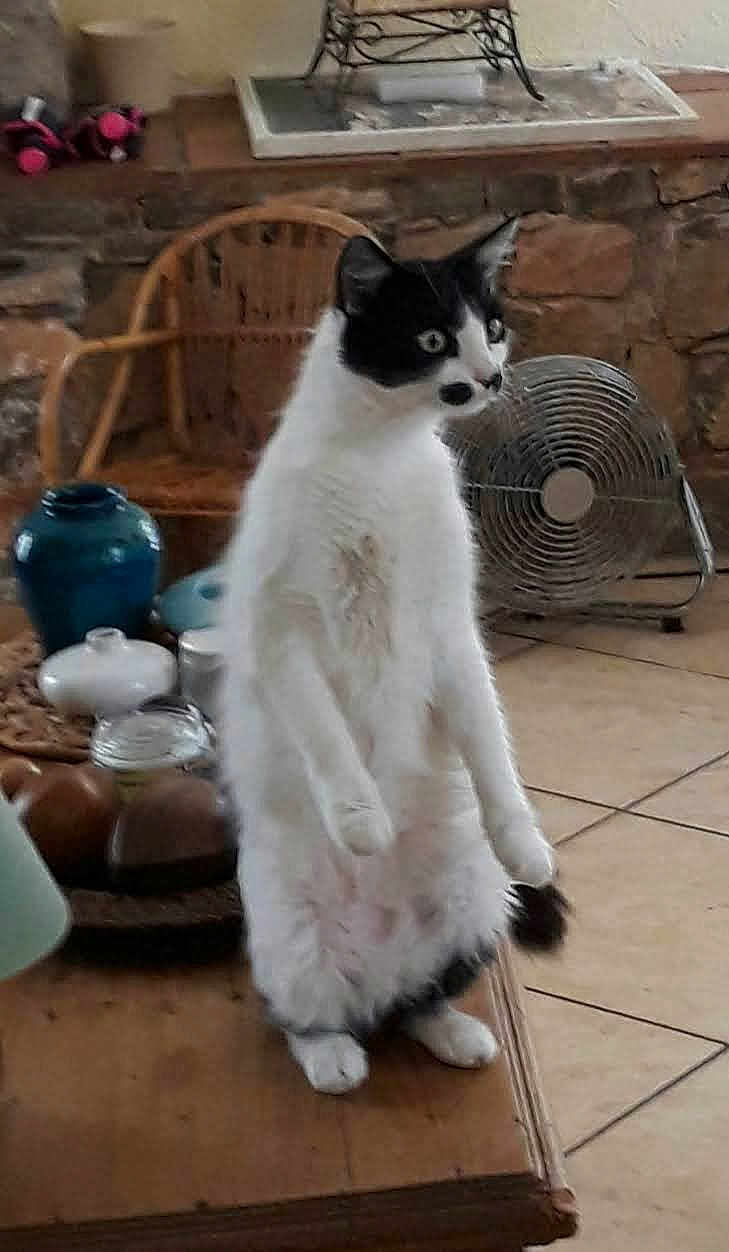 Masha a rejoint le concours — aidez-le/la à gagner de superbes lots ! cat, black_and_white, standing, table, indoor, wicker_chair, fan, ceramic, decor, floor_tiles, curious, pet, feline, animal, home, wooden_surface, fur, ears, whiskers, domestic